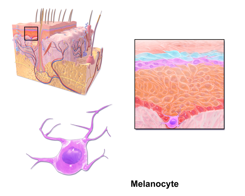 Skin cross-section showing melanocyte pigment production